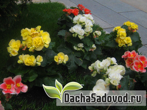 Цветы на клумбе - DachaSadovod.ru