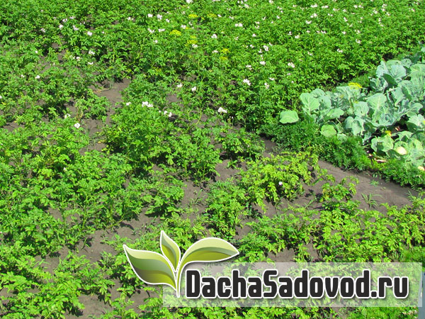 Овощи - Выращивание овощей на дачном участке - Фото овощей - DachaSadovod.ru