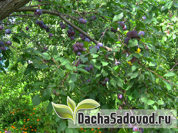 Плодовые деревья на дачном участке - Фото плодовых деревьев в саду - DachaSadovod.ru