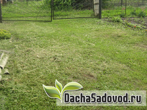 Дачная лужайка после покоса электротриммером - DachaSadovod.ru