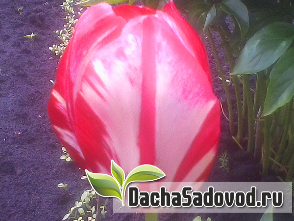 Тюльпан - Tulipa - Цветение тюльпанов - DachaSadovod.ru
