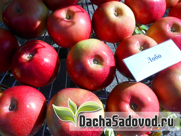 Яблоня сорт Лобо - Описание сорта, особенности выращивания, фото яблони сорта Лобо - DachaSadovod.ru