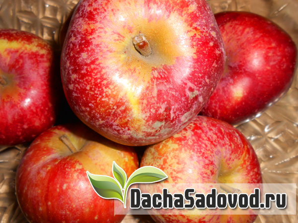 Яблоня сорт Антей - Описание сорта, особенности выращивания, фото яблони сорта Антей - DachaSadovod.ru