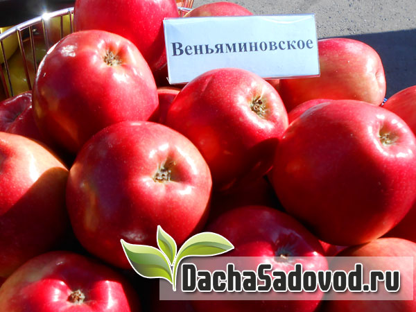 Яблоня сорт Веньяминовское - Описание сорта, особенности выращивания, фото яблони сорта Веньяминовское - DachaSadovod.ru