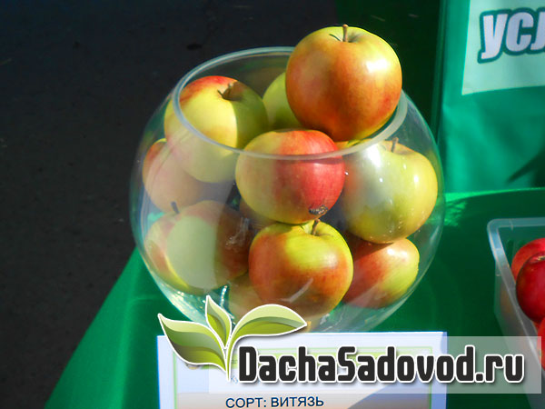 Яблоня сорт Витязь - Описание сорта, особенности выращивания, фото яблони сорта Витязь - DachaSadovod.ru