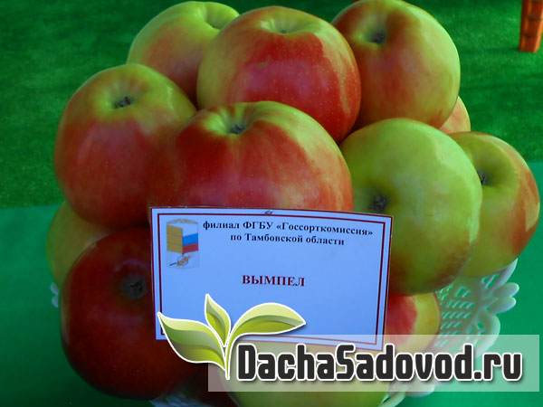 Яблоня сорт Вымпел - Описание сорта, особенности выращивания, фото яблони сорта Вымпел - DachaSadovod.ru