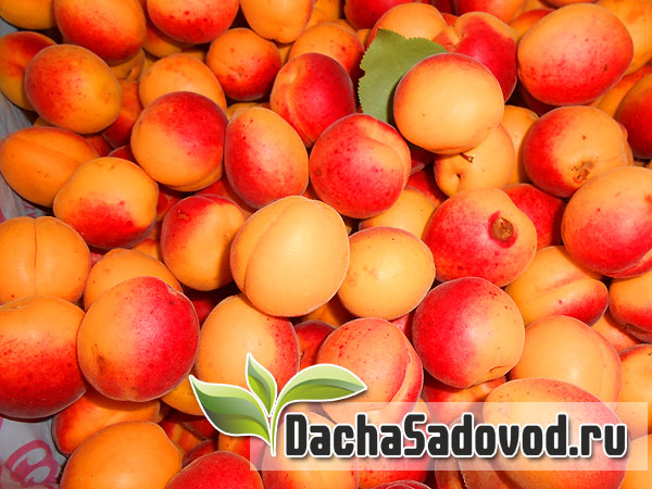 Компот из абрикосов - Рецепт приготовления компота из абрикосов - Фото компота из абрикосов - DachaSadovod.ru