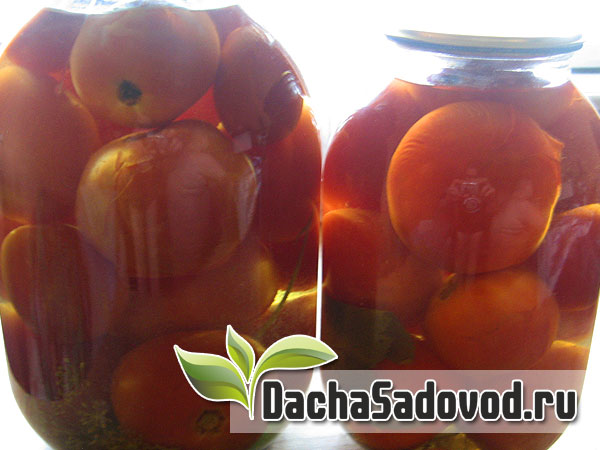 Рецепт помидоры солёные - Засолка помидоров классическим способом - DachaSadovod.ru