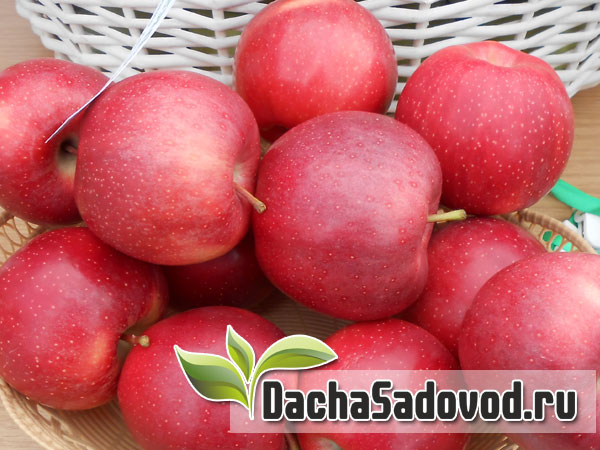Яблоня сорт Гала - Описание сорта, особенности выращивания, фото яблони сорта Гала - DachaSadovod.ru