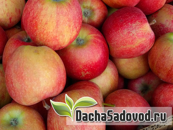 Яблоня сорт Мечта - Описание сорта, особенности выращивания, фото яблони сорта Мечта - DachaSadovod.ru