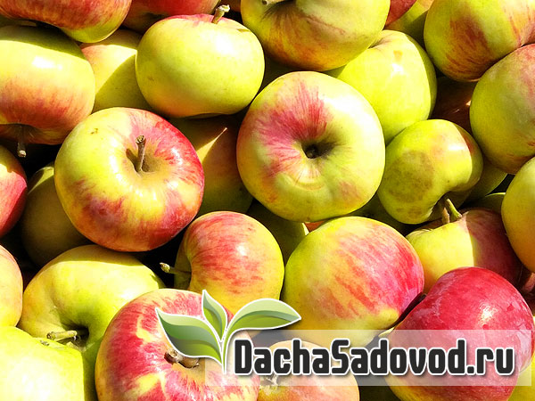 Яблоня сорт Орлинка - Описание сорта, особенности выращивания, фото яблони сорта Орлинка - DachaSadovod.ru