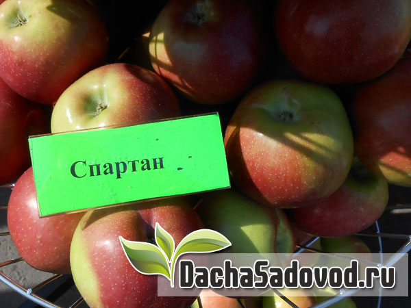 Яблоня сорт Спартан - Описание сорта, особенности выращивания, фото яблони сорта Спартан - DachaSadovod.ru