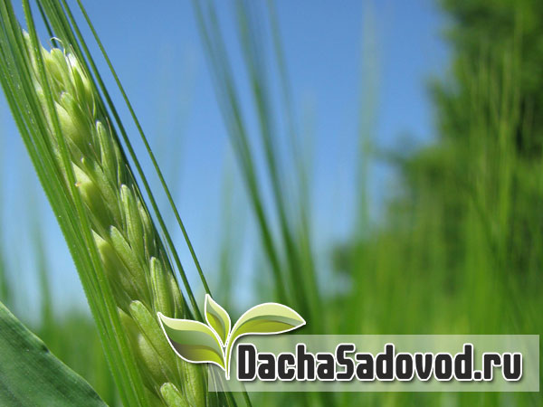 Агротехника в саду и на огороде - Агротехнические приёмы выращивания растений без использования химии - DachaSadovod.ru