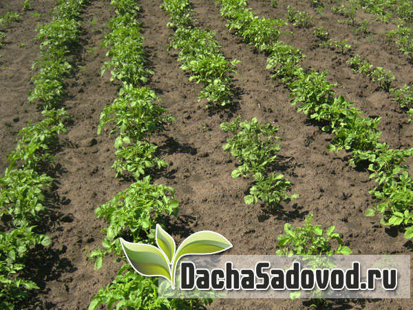 Картофель - Сорта, посадка и уход, фото, болезни и вредители картофеля - DachaSadovod.ru