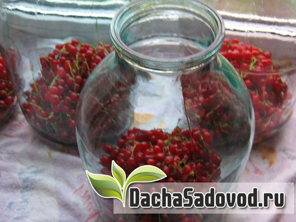 Загружаем ягоды в банки - DachaSadovod.ru