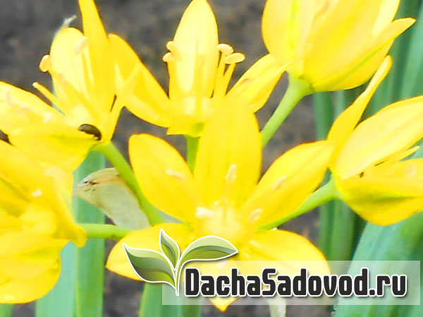 Лук моли - Allium moly - Виды и сорта, размножение, фото лука моли - DachaSadovod.ru