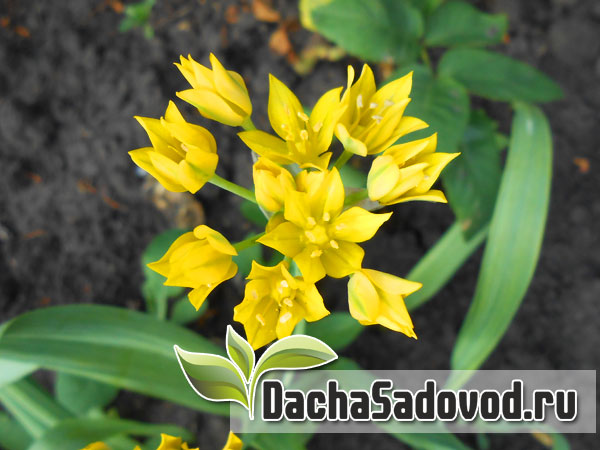 Лук моли - Allium moly - Виды и сорта, размножение, фото лука моли - DachaSadovod.ru