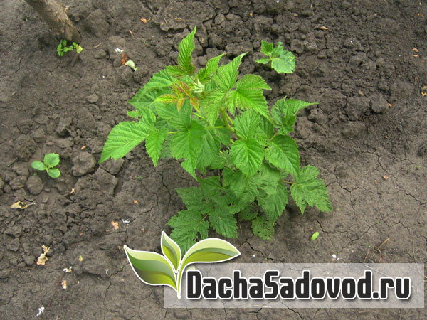 Зелёный отдельностоящий побег малины - DachaSadovod.ru