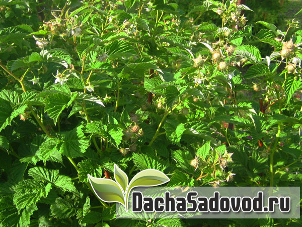 Цветение малины - плодовые ветви на одревеневших стеблях второго года жизни - DachaSadovod.ru
