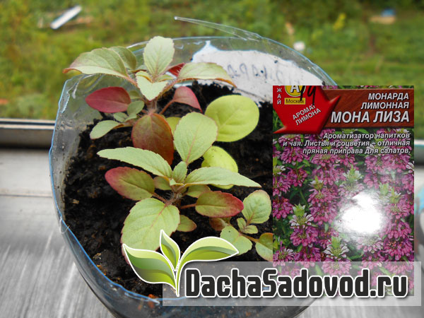 Монарда - Monarda - Виды и сорта, размножение, фото монарды - DachaSadovod.ru