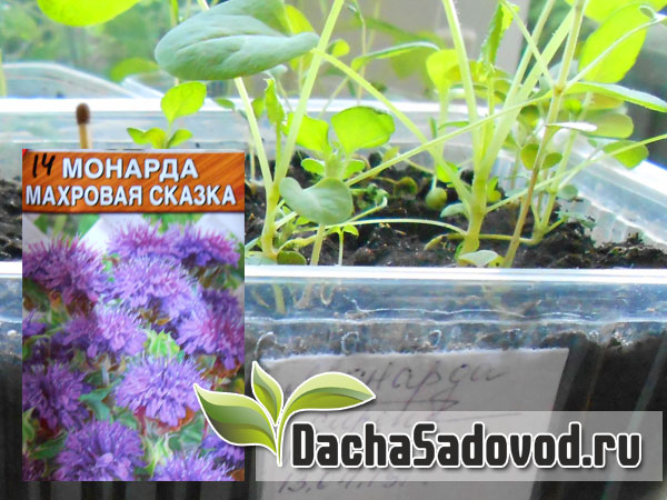 Монарда - Monarda - Виды и сорта, размножение, фото монарды - DachaSadovod.ru