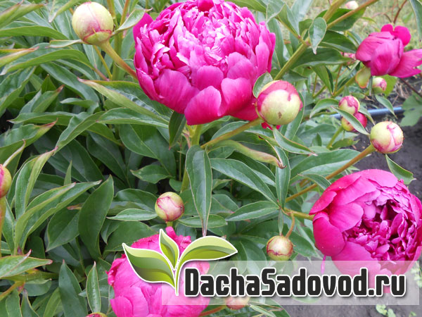 Почему не цветут пионы - Пеон (Пион) Paeonia - DachaSadovod.ru