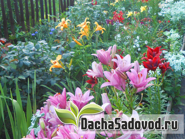 Работы в саду и на огороде в июле - Список сезонных работ на даче в июле месяце - DachaSadovod.ru