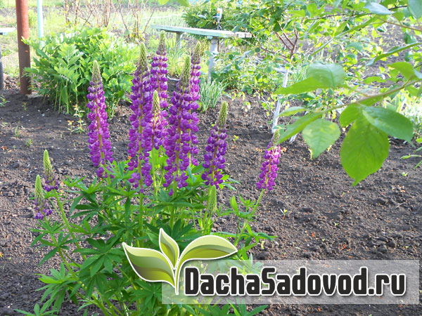 Работы в саду и на огороде в июне - Список сезонных работ на даче в июне месяце - DachaSadovod.ru