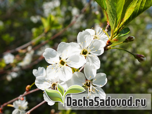 Работы в саду и на огороде в мае - Список сезонных работ на даче в мае месяце - DachaSadovod.ru