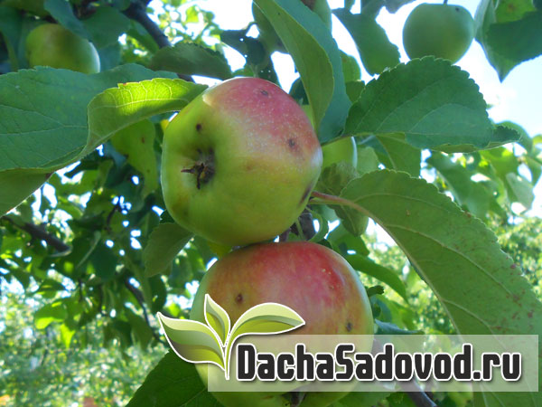 Работы в саду и на огороде в сентябре - Список сезонных работ на даче в сентябре месяце - DachaSadovod.ru
