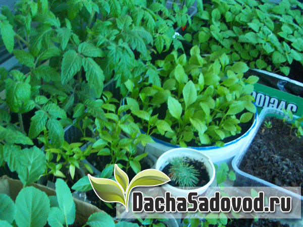 Работы в саду и на огороде в апреле - Список сезонных работ на даче в апреле месяце - DachaSadovod.ru