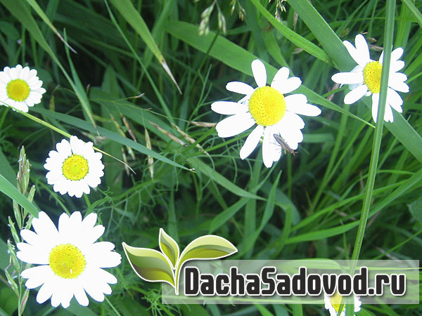 Ромашка аптечная - Matricaria chamomilla - DachaSadovod.ru