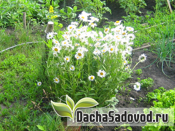 Ромашка садовая - DachaSadovod.ru