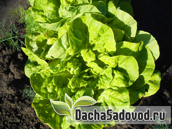 Салат листовой - Сорта, посадка и уход, фото, болезни и вредители листового салата - DachaSadovod.ru