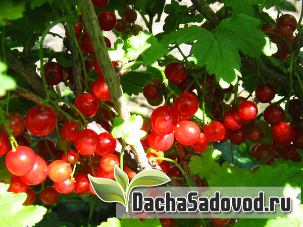 Плодовые кустарники на дачном участке - Фото плодовых кустарников в саду - DachaSadovod.ru