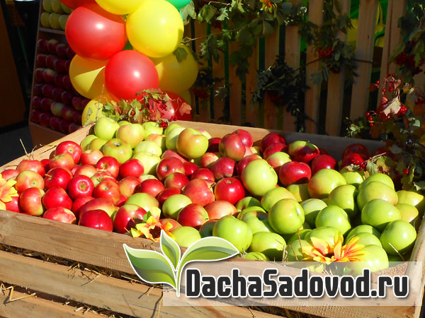 Сорта яблони - Описание сортов яблони - Фото и отзывы о лучших сортах яблони - DachaSadovod.ru