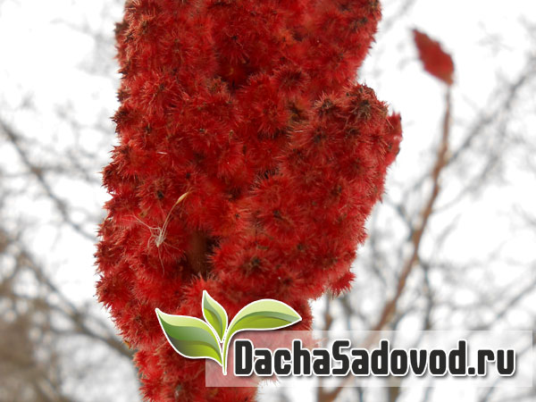 Сумах - Уксусное дерево - Описание, особенности выращивания и ухода, фото сумаха - DachaSadovod.ru
