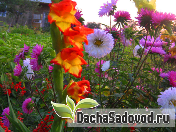 Цветы на даче - DachaSadovod.ru