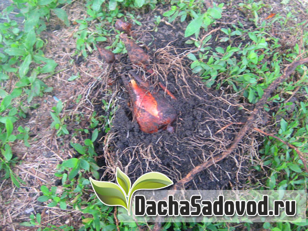 Тюльпан - Tulipa - Гнездо луковиц - DachaSadovod.ru