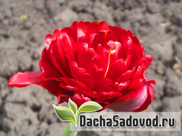 Тюльпан - Tulipa - Махровые тюльпаны - DachaSadovod.ru