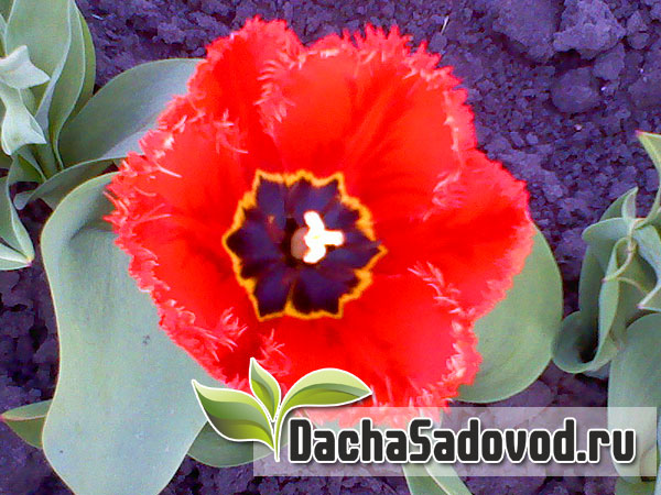 Тюльпан - Tulipa - Бахромчатые тюльпаны - DachaSadovod.ru