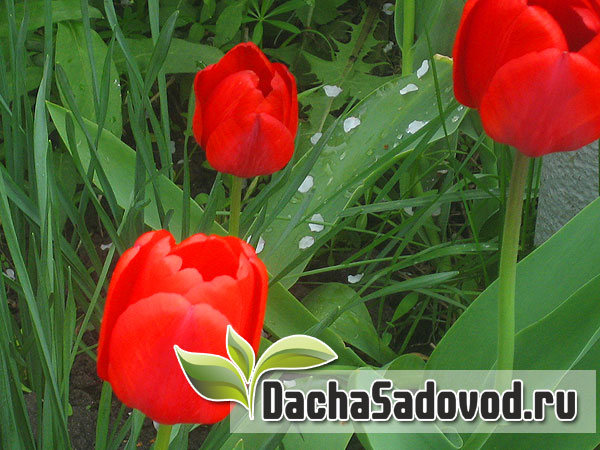 Тюльпан - Tulipa - DachaSadovod.ru