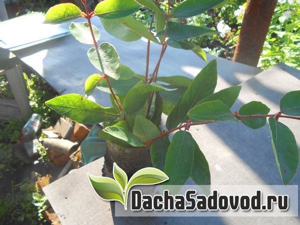 Размножение жимолости - Самые простые способы размножить плодовую жимолость - DachaSadovod.ru