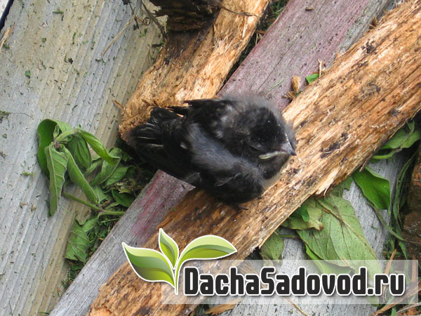 Как спасти выпавших из гнезда птенцов ласточки - Выкармливание и выхаживание брошенных птенцов - DachaSadovod.ru