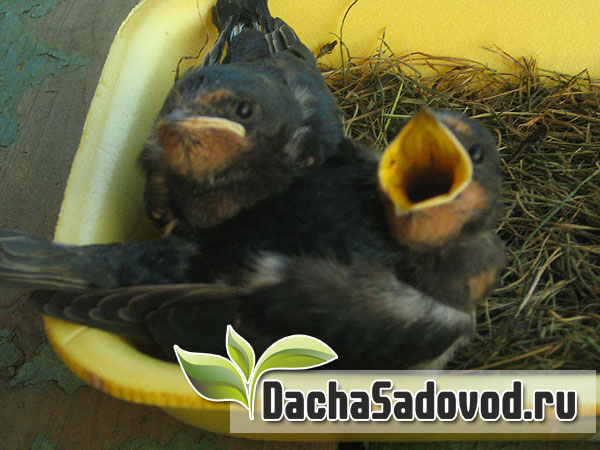 Как спасти выпавших из гнезда птенцов ласточки - Выкармливание и выхаживание брошенных птенцов - DachaSadovod.ru