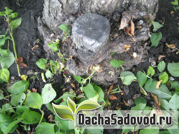 Выкорчевывание пней плодовых деревьев в саду своими руками - DachaSadovod.ru