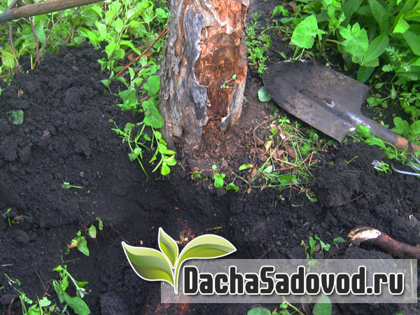Выкорчевывание пней плодовых деревьев в саду своими руками - DachaSadovod.ru