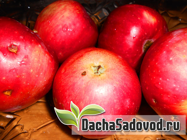 Шарлотка из яблок - Приготовление в домашних условиях яблочной шарлотки - DachaSadovod.ru
