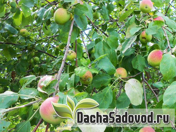 Возможность выращивания яблони из семечка с сохранением сорта - Можно ли вырастить из семечка яблони полноценное дерево с сохраниением всех признаков начального сорта - DachaSadovod.ru