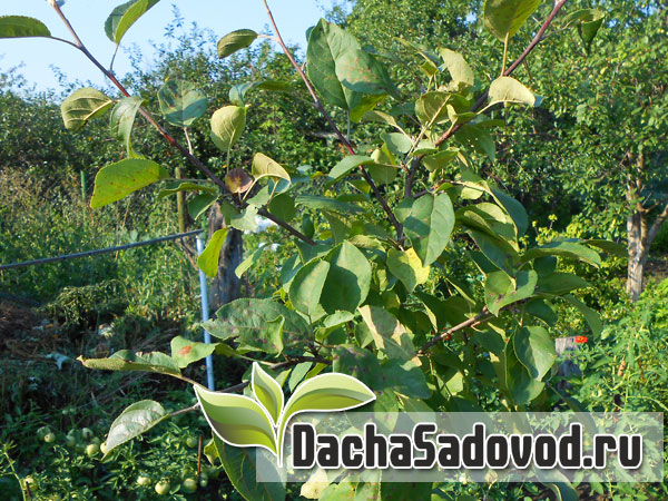 лучшее время для посадки саженцев яблони и груши - DachaSadovod.ru